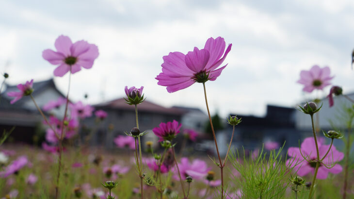 秋に咲く花